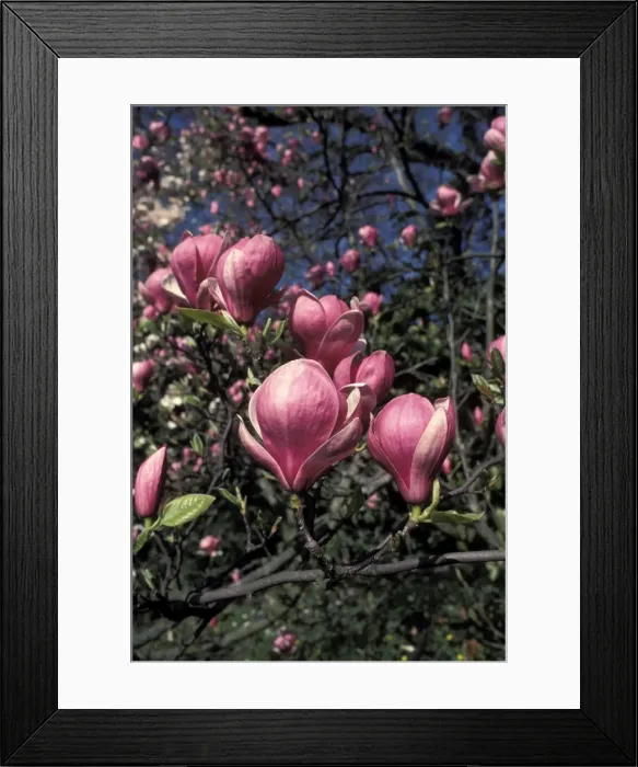 Framed Print : Picture No. 10896504 Framed Print : Picture No. 10896504