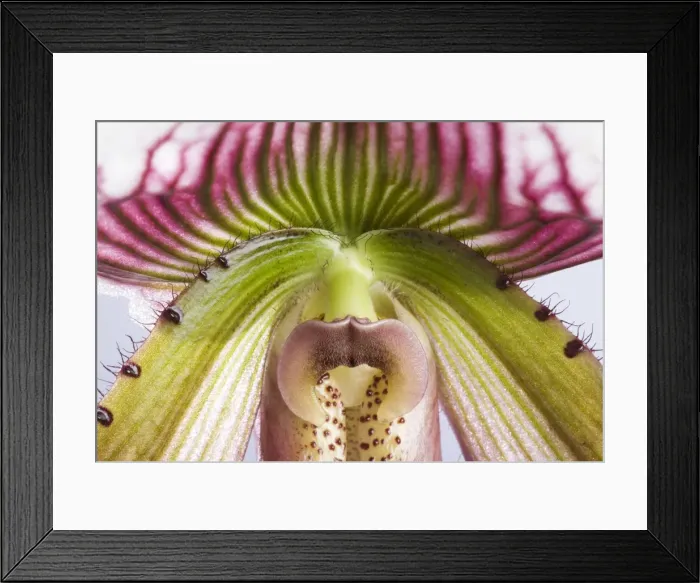 Framed Print : Picture No. 10896501 Framed Print : Picture No. 10896501