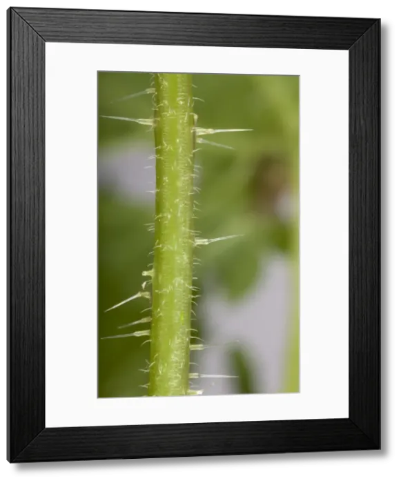 Framed Print : Picture No. 10896507
