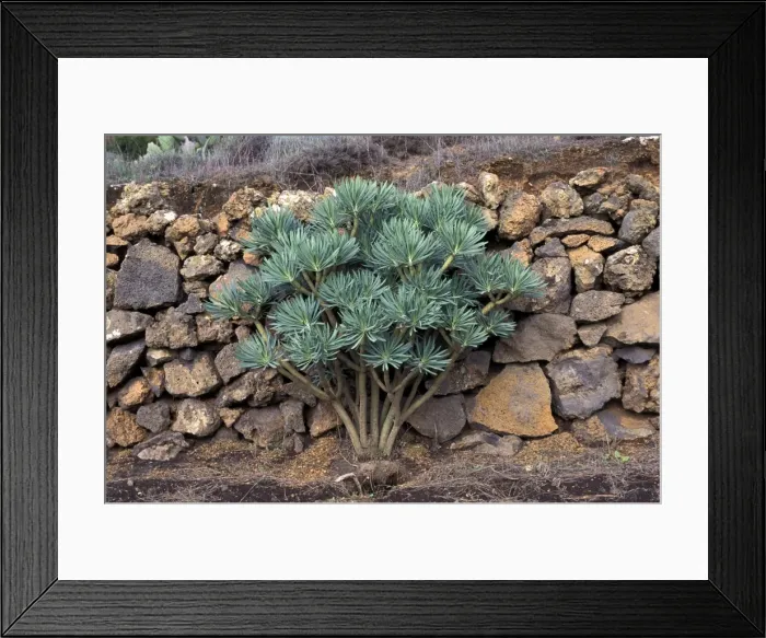 Framed Print : Picture No. 10896499 Framed Print : Picture No. 10896499