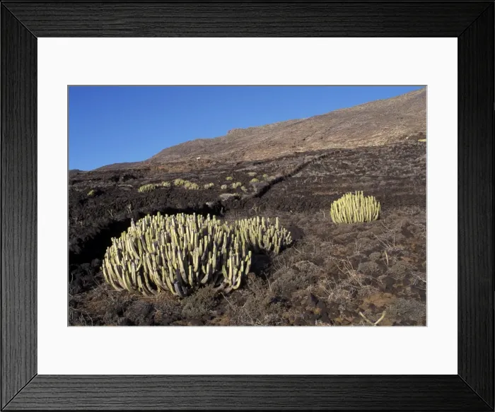 Framed Print : Picture No. 10896506 Framed Print : Picture No. 10896506
