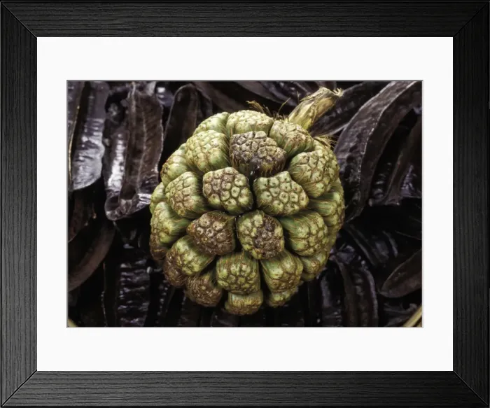 Framed Print : Picture No. 10896508 Framed Print : Picture No. 10896508