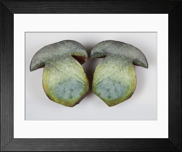 Framed Print : Picture No. 10896511 Framed Print : Picture No. 10896511