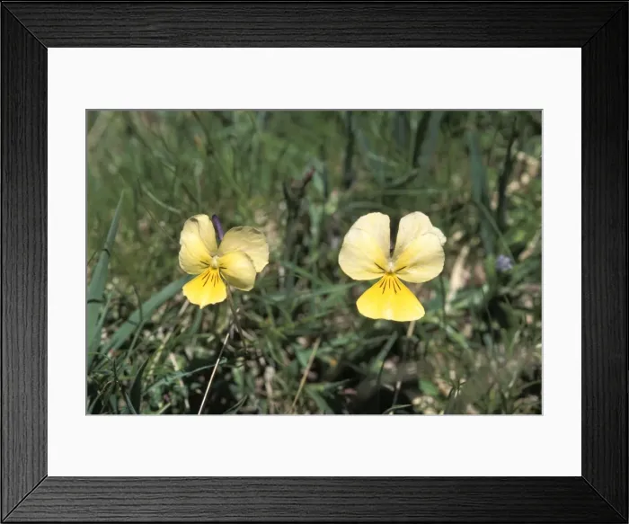 Framed Print : Picture No. 10896510 Framed Print : Picture No. 10896510
