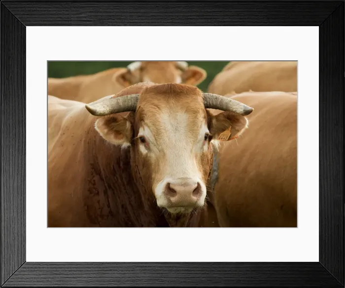Framed Print : Picture No. 10898644 Framed Print : Picture No. 10898644