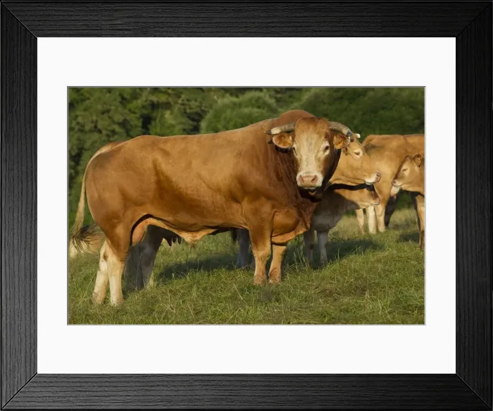 Framed Print : Picture No. 10898651 Framed Print : Picture No. 10898651