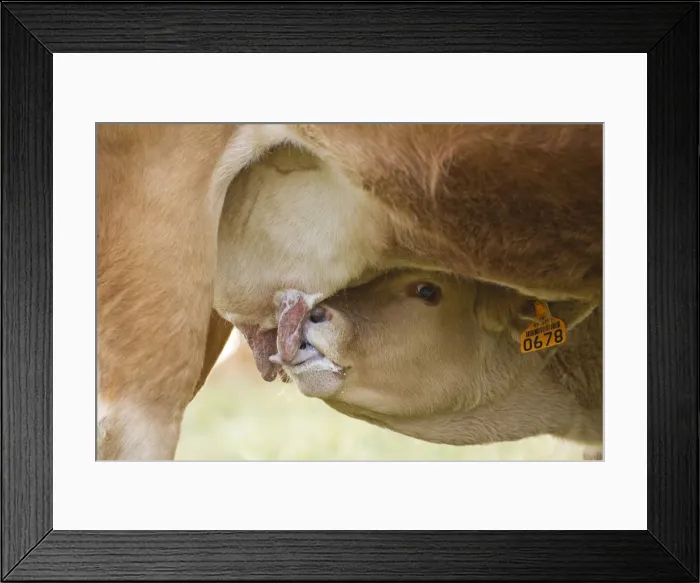 Framed Print : Picture No. 10898647 Framed Print : Picture No. 10898647