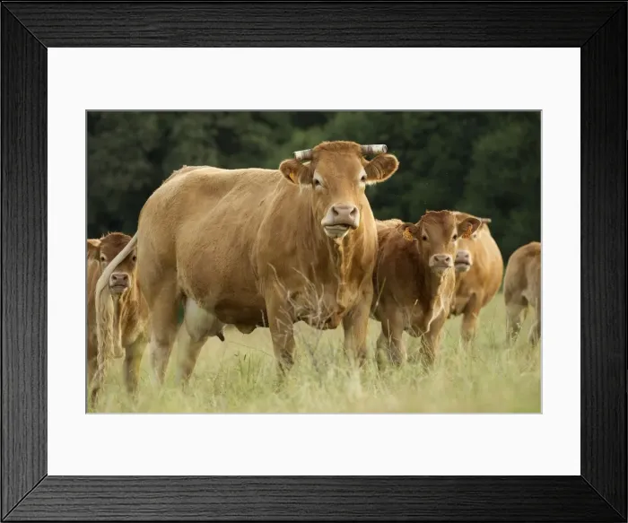Framed Print : Picture No. 10898649 Framed Print : Picture No. 10898649