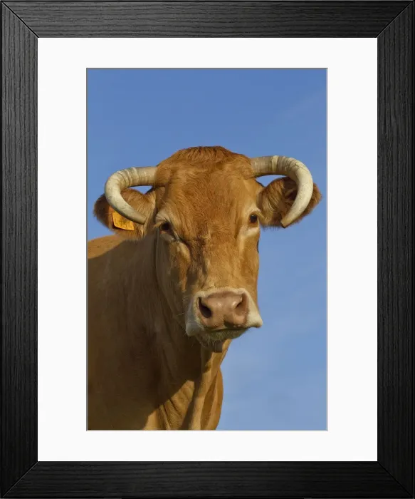 Framed Print : Picture No. 10898653 Framed Print : Picture No. 10898653