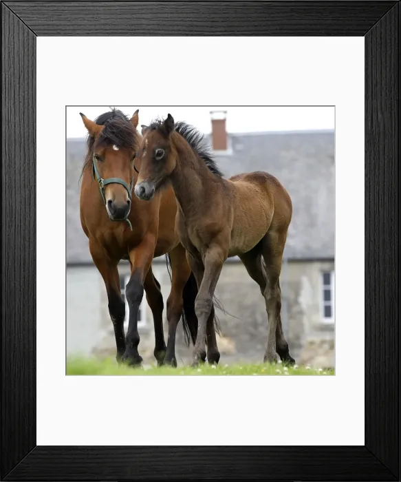 Framed Print : Picture No. 10898655 Framed Print : Picture No. 10898655