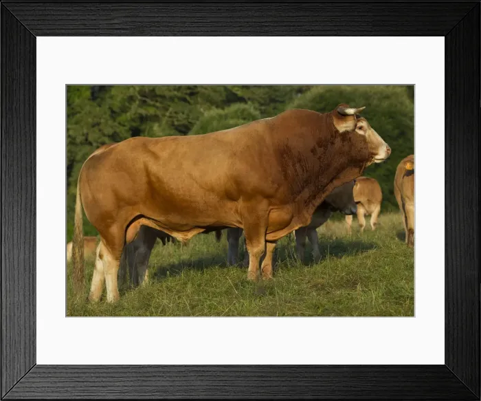 Framed Print : Picture No. 10898652 Framed Print : Picture No. 10898652
