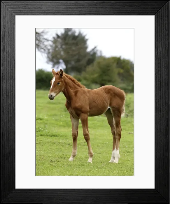 Framed Print : Picture No. 10898657