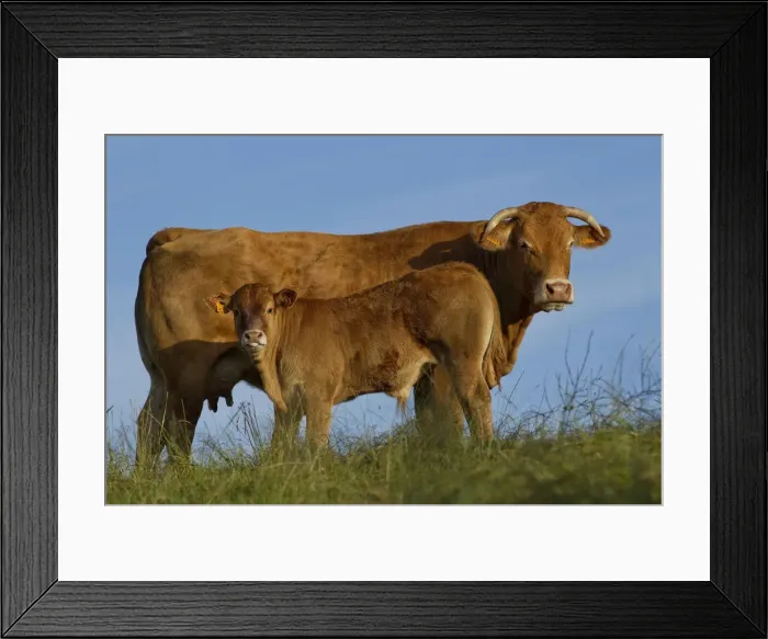 Framed Print : Picture No. 10898654 Framed Print : Picture No. 10898654