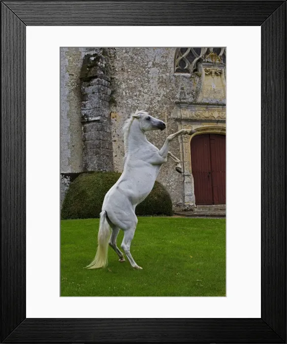 Framed Print : Picture No. 10898662 Framed Print : Picture No. 10898662