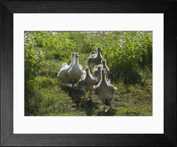 Framed Print : Picture No. 10898660 Framed Print : Picture No. 10898660
