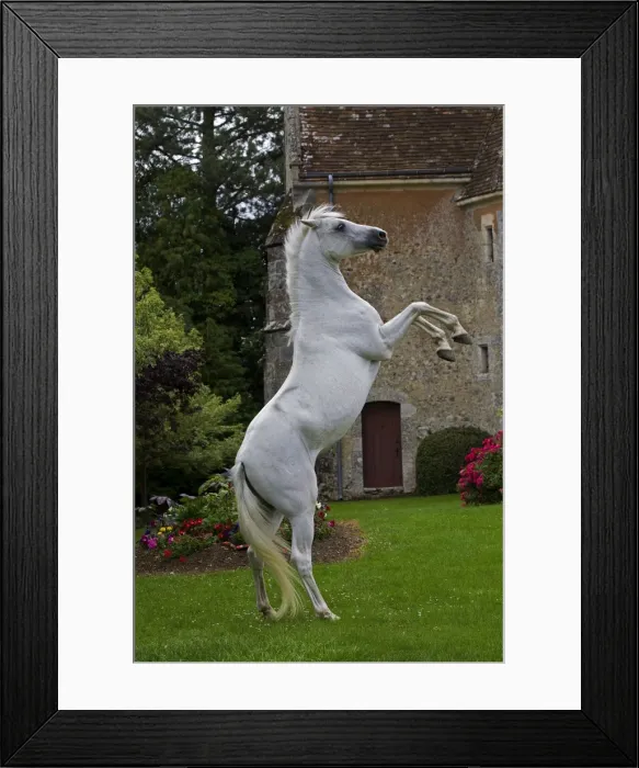 Framed Print : Picture No. 10898666 Framed Print : Picture No. 10898666