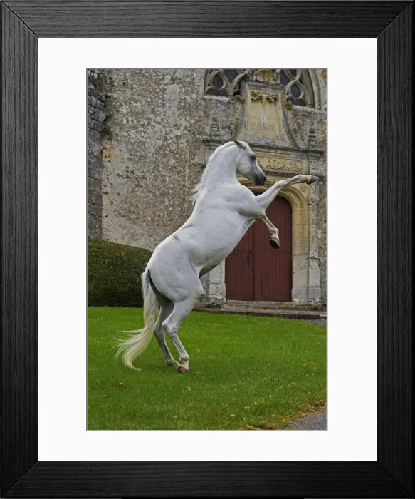 Framed Print : Picture No. 10898663