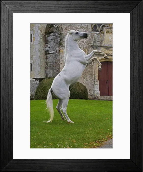 Framed Print : Picture No. 10898665