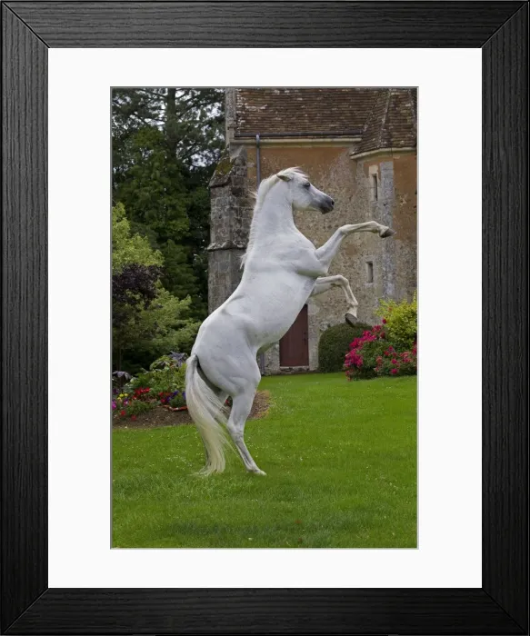 Framed Print : Picture No. 10898667 Framed Print : Picture No. 10898667