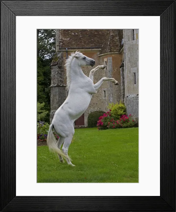 Framed Print : Picture No. 10898668 Framed Print : Picture No. 10898668