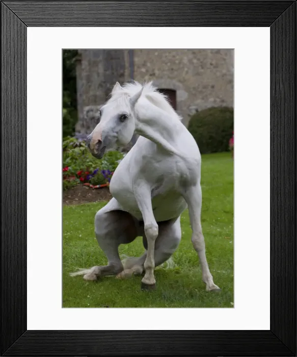 Framed Print : Picture No. 10898671 Framed Print : Picture No. 10898671