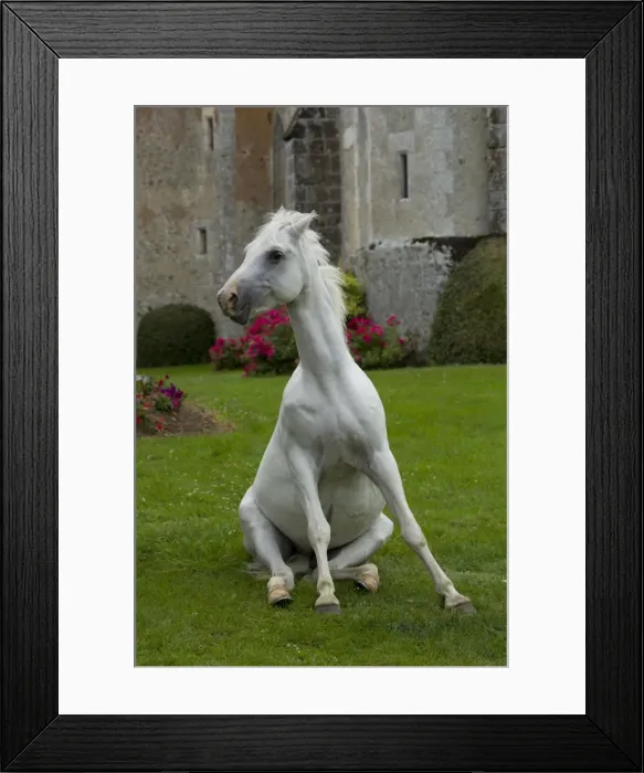 Framed Print : Picture No. 10898676 Framed Print : Picture No. 10898676
