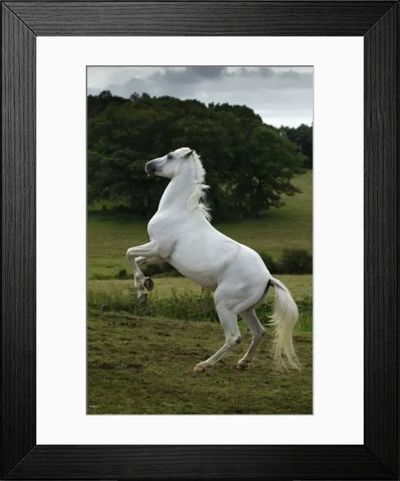 Framed Print : Picture No. 10898677 Framed Print : Picture No. 10898677