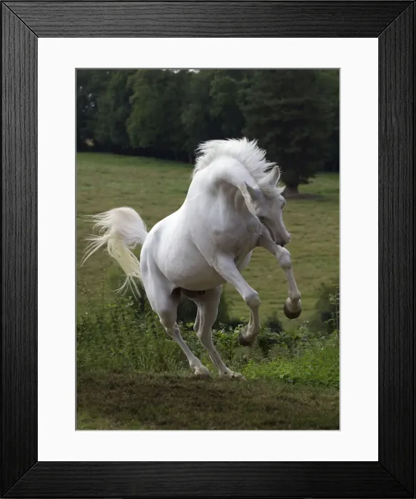 Framed Print : Picture No. 10898678 Framed Print : Picture No. 10898678