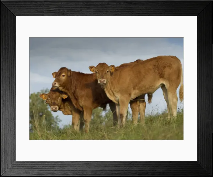 Framed Print : Picture No. 10898682 Framed Print : Picture No. 10898682