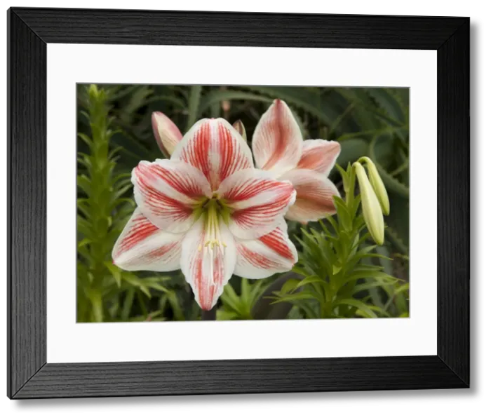 Framed Print : Picture No. 10896509 Framed Print : Picture No. 10896509