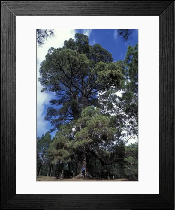 Framed Print : Picture No. 10896513 Framed Print : Picture No. 10896513