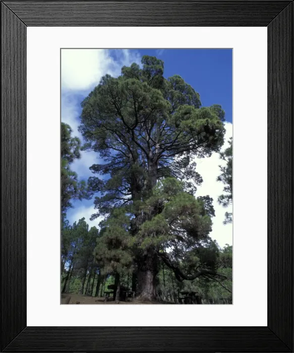 Framed Print : Picture No. 10896512 Framed Print : Picture No. 10896512