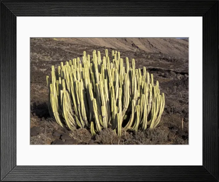 Framed Print : Picture No. 10896518 Framed Print : Picture No. 10896518