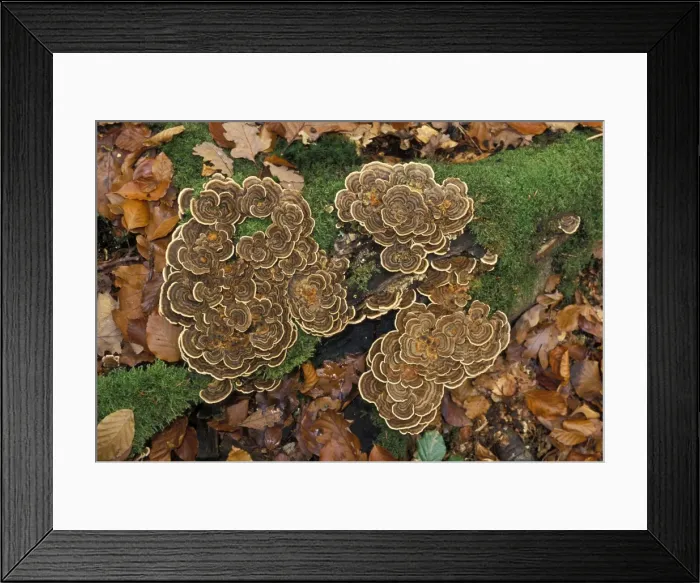 Framed Print : Picture No. 10896516 Framed Print : Picture No. 10896516