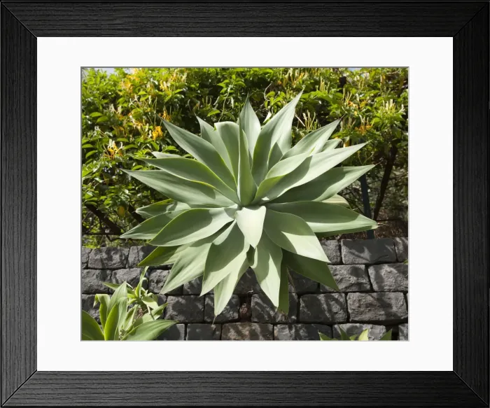 Framed Print : Picture No. 10896519 Framed Print : Picture No. 10896519