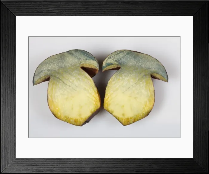 Framed Print : Picture No. 10896521