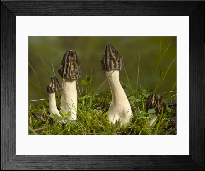 Framed Print : Picture No. 10896523 Framed Print : Picture No. 10896523