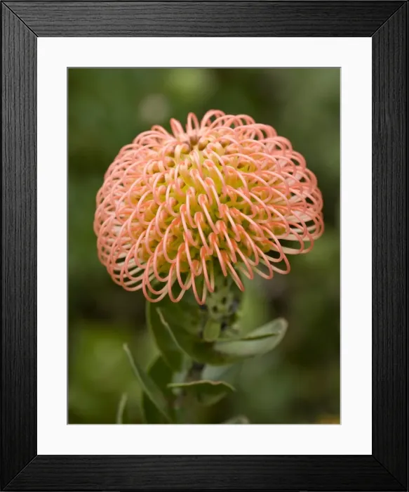 Framed Print : Picture No. 10896526 Framed Print : Picture No. 10896526