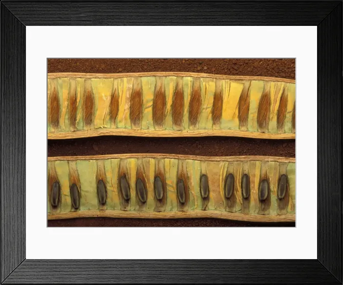 Framed Print : Picture No. 10896520 Framed Print : Picture No. 10896520
