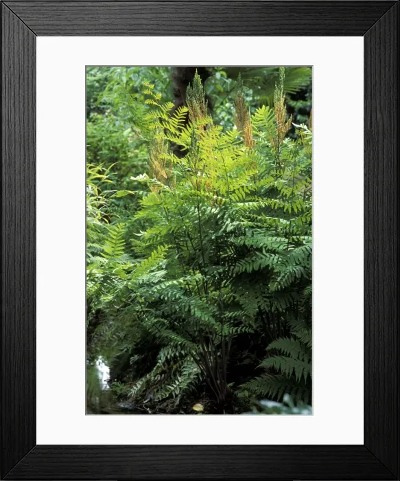 Framed Print : Picture No. 10896528 Framed Print : Picture No. 10896528