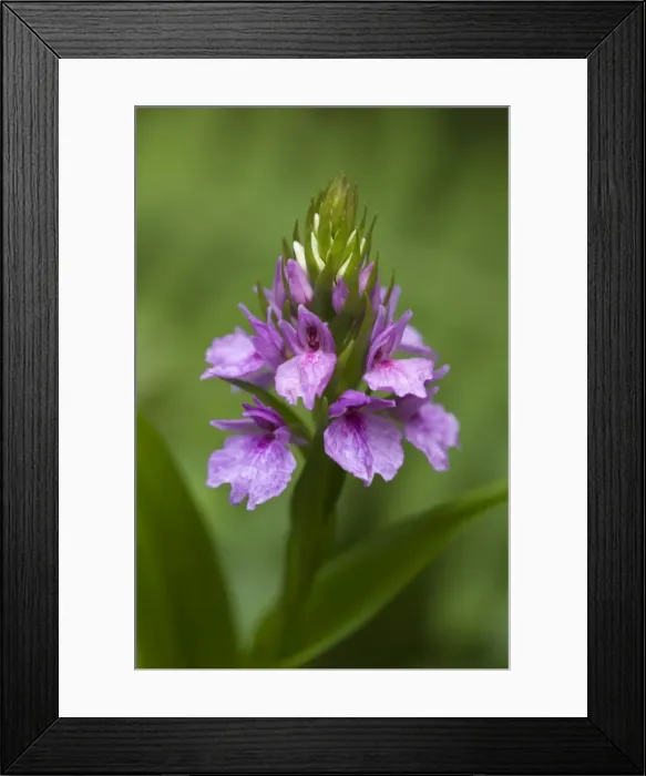Framed Print : Picture No. 10896529 Framed Print : Picture No. 10896529