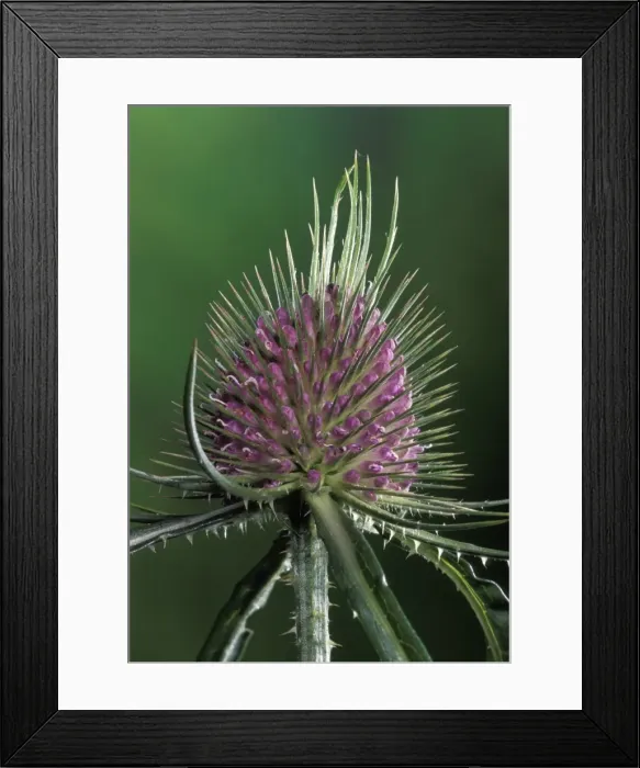 Framed Print : Picture No. 10896527 Framed Print : Picture No. 10896527