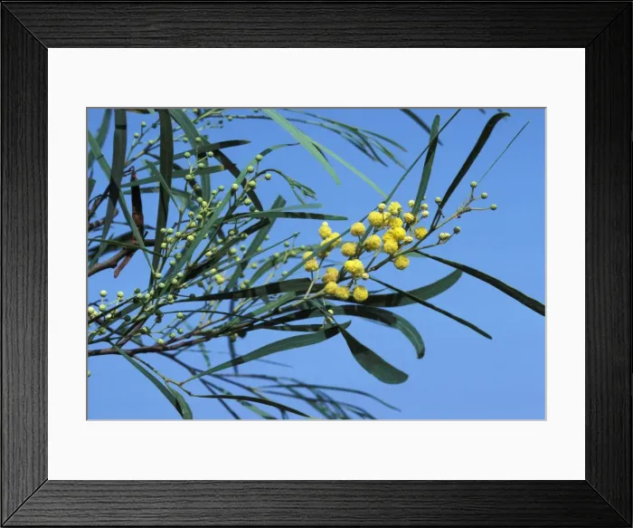 Framed Print : Picture No. 10896531 Framed Print : Picture No. 10896531