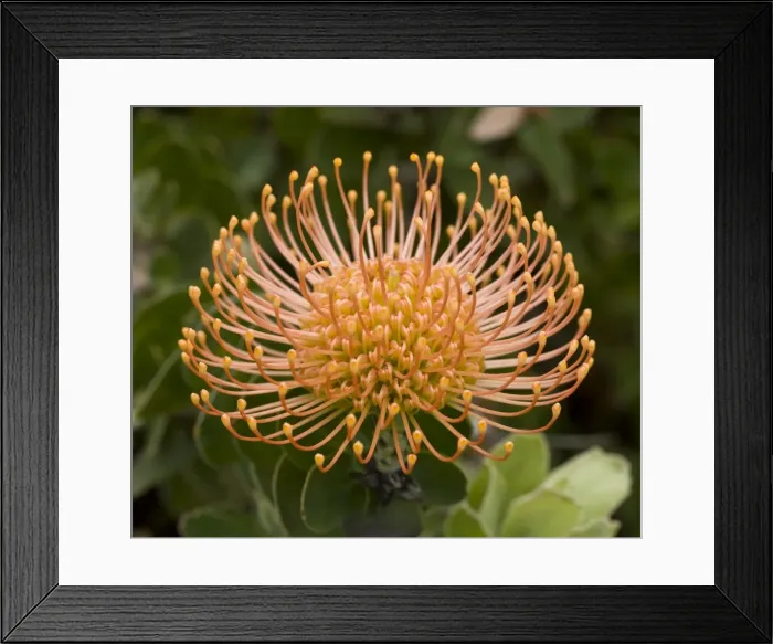 Framed Print : Picture No. 10896530 Framed Print : Picture No. 10896530