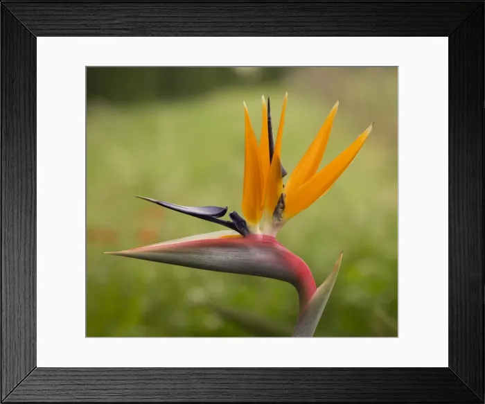 Framed Print : Picture No. 10896534 Framed Print : Picture No. 10896534