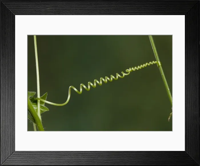 Framed Print : Picture No. 10896533 Framed Print : Picture No. 10896533