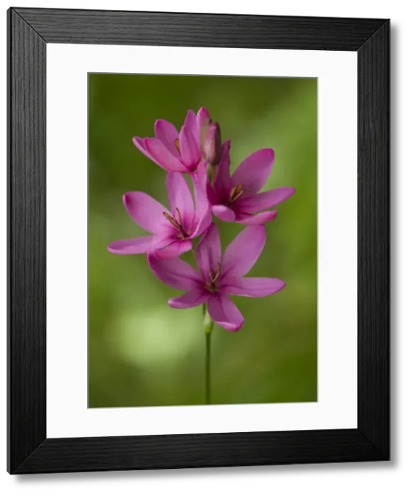 Framed Print : Picture No. 10896535 Framed Print : Picture No. 10896535