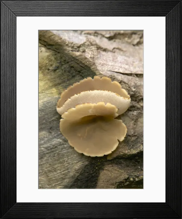 Framed Print : Picture No. 10896538 Framed Print : Picture No. 10896538