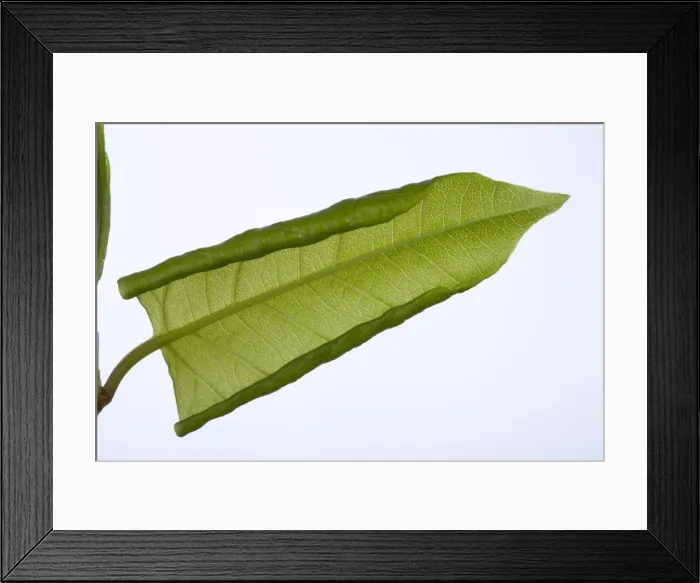 Framed Print : Picture No. 10896539 Framed Print : Picture No. 10896539