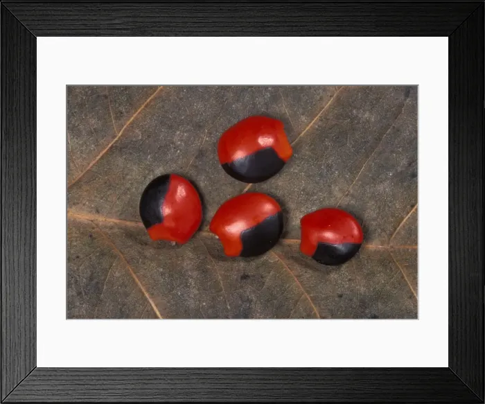 Framed Print : Picture No. 10896532 Framed Print : Picture No. 10896532